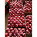 Tianshui Huaniu Fuji Fresh apple red huaniu apple supplier in gansu